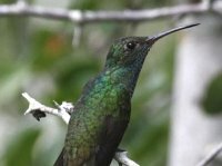 Honduran Emerald
